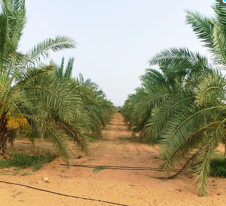 Group of friends gathered around a table at a house party, drinking Barhi date-based mead and playing games.