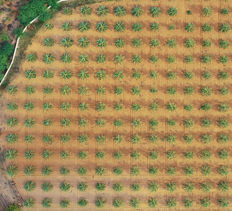 Close-up of friends clinking Barhi date-based mead bottles together over a shared meal at a dining table.