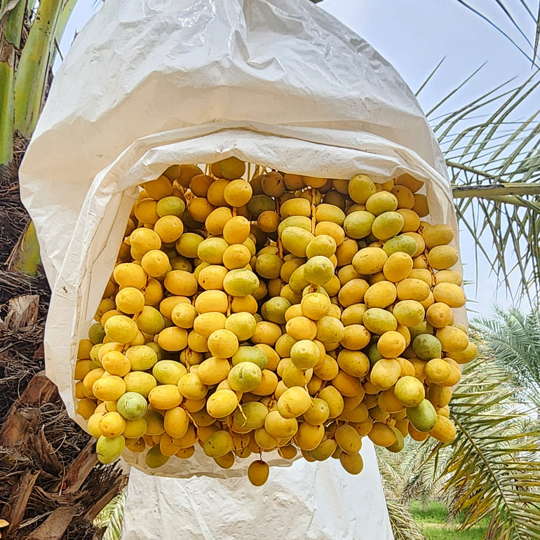 Barhi Original and Spiced date-based mead bottles arranged on a pool table with billiard balls.