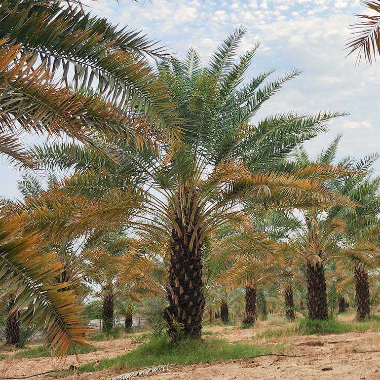 A group of people standing around a table indoors while a man playing beer pong, with several Barhi beverage bottles and colourful cups arranged on the table.